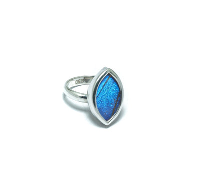 Morpho Helena blue butterfly luxury silver ring - ITIncanTraditional