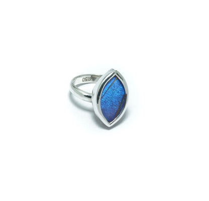 Morpho Helena blue butterfly luxury silver ring - ITIncanTraditional